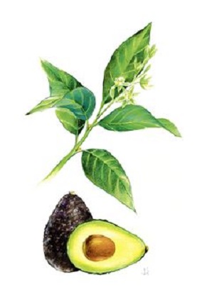 aguacate toxico